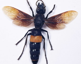 Two (2) vespa tropica the great banded hornet. Wingspan 45mm .