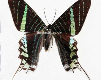 Un paquete de 5 polillas Urania leilus de Perú. A1, envergadura 80 mm. Requiere configuración para el diseño.