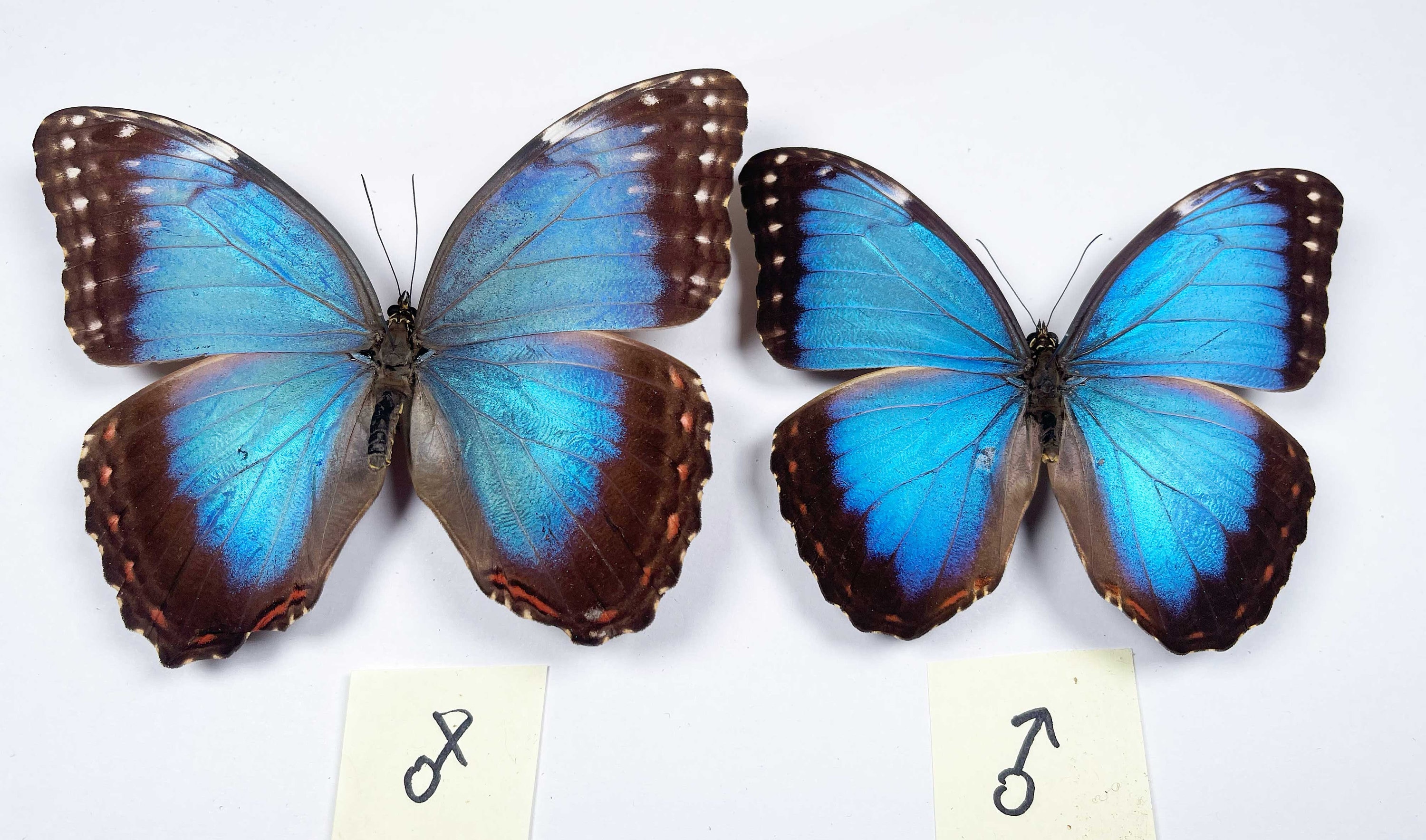 Morpho helenor pindarus 標本 ♀ A Morpho Helenor Montezuma, A1/A1- .the Blue Morpho. Sent Papered