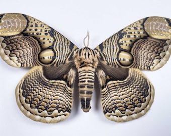 An A1 Brahmaea hearseyi moth, Sexual dimorphism -female larger than male, female (in photo) wingspan 150mm. Sent papered-requires setting .