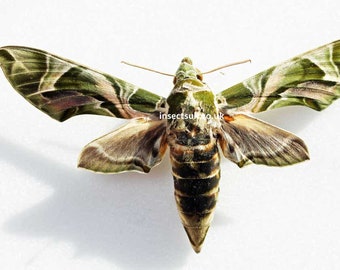 キョウチクトウスズメガ（Daphnis nerii）は、本物の蛾、昆虫学