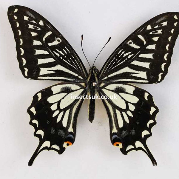 A pack of  5 Papilio xuthus (Chinese swallowtail) , A1 ,wingspan 80mm , closed wings . FREE SHIPPING
