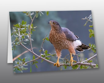 Cooper's Hawk Perched on a Small Tree Branch - Photographic Greeting Card