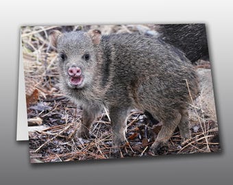 Javelina Baby with an Adorable Expression - Greeting Card