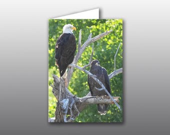 Bald Eagle Mom and Juvenile Sharing a Moment - Greeting Card