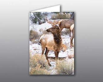 Elk Doe in Snow Storm - Photographic Greeting Card
