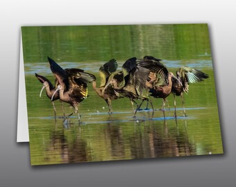 White Faced Ibis Ballet - Photographic Greeting Card