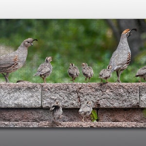 Jigsaw Puzzle - A Quail Family Outing