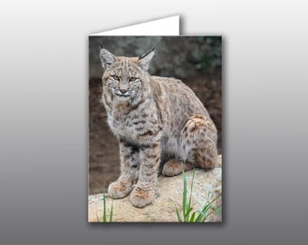 Young Bobcat Spending a Quiet Moment - Photographic Greeting Card