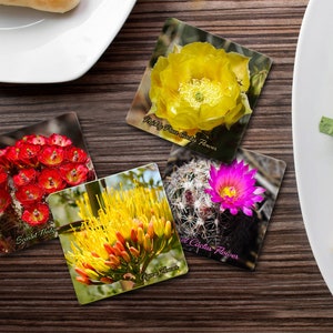Cactus Flowers - Drink Coasters - Hardboard