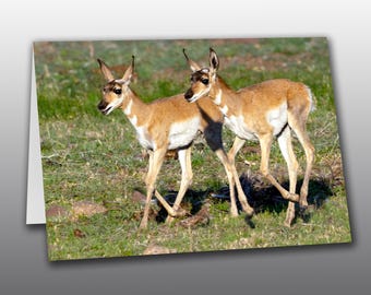 Pronghorn Fawns - Photographic Greeting Card