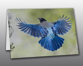 Steller's Jay in Flight - Photographic Greeting Card