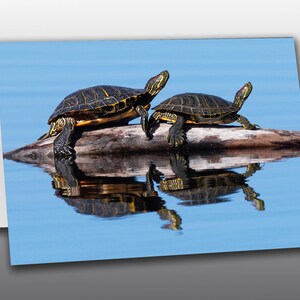 May include: A greeting card featuring two turtles on a log in water. The turtles have dark shells with yellow markings and are reflected in the calm blue water. The background is a clear blue sky.