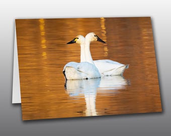 Two White Tundra Swans - Greeting Card