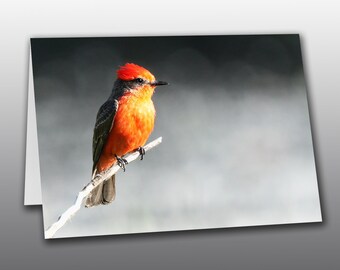 Vermilion Flycatcher Perched – Photographic Greeting Card