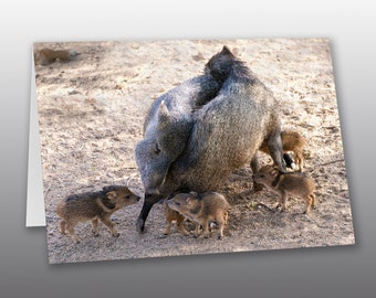 Javelina Family Hug - Greeting Card