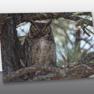 Great Horned Owl - Greeting Card