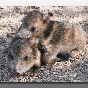 Glass Cutting Board - Two Javelina Piglings Cuddling