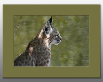 Portrait of a Bobcat - Matted Photographic Print