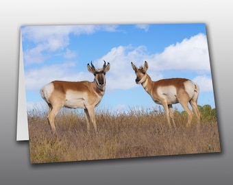 Pronghorn Buck and Doe on a Beautiful Autumn Day - Photographic Greeting Card