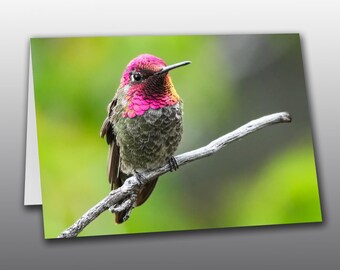 Anna's Hummingbird Portrait - Greeting Card