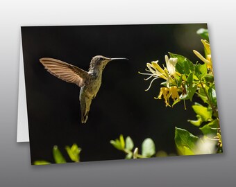 Anna's Hummingbird Backlit by the Sun - Picture Greeting Card
