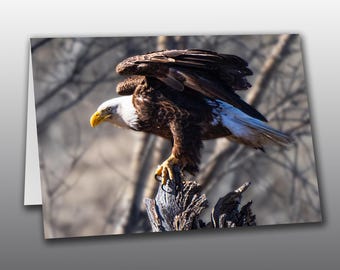 Bald Eagle Getting Ready to Take Off - Photographic Greeting Card