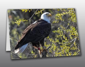 Bald Eagle Male Perched on a Tree Stump - Photographic Greeting Card