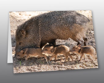 Javelina Baby Train - Photographic Greeting Card