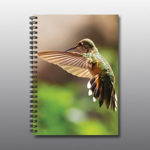 Rufous Hummingbird 3 - Spiral Notebook - Ruled Line