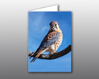 American Kestrel – Beautiful Small Raptor Photo Greeting Card