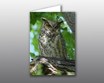 Great Horned Owl Mama - Photographic Greeting Card - 5 x 7 Quality Card Stock with Choice of Messages