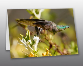 Greeting Card - Hummingbird and Honeysuckle