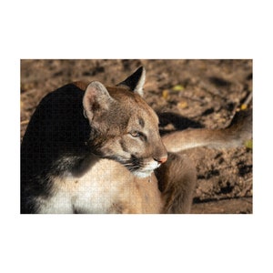 Puzzle - Un puma se fait tomber une goutte d&#39;eau du museau après une boisson rafraîchissante.