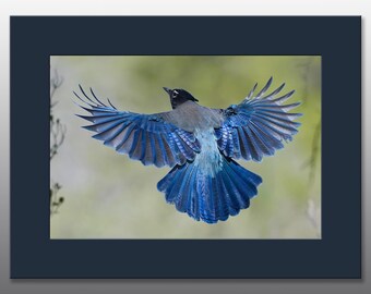 Steller's Jay in Flight - Matted Photographic Prints