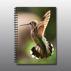 Rufous Hummingbird 2 - Spiral Notebook - Ruled Line