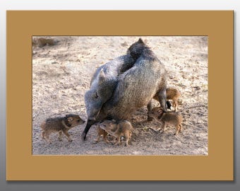 Javelina Family Hug - Matted Photographic Prints