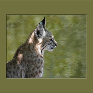 Matted Print - 11 x 14 - Portrait of a Bobcat