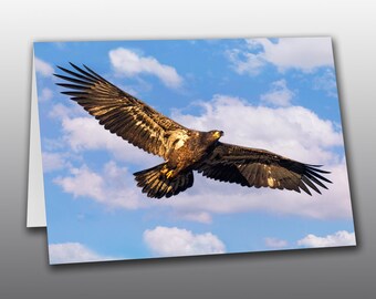 Juvenile Bald Eagle in Flight - Greeting Card