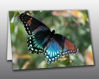 Red Spotted Purple Butterfly 2 - Picture Greeting Card