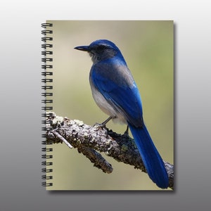 Spiral Notebook - Ruled Line - Woodhouse&#39;s Scrub Jay Dressed in Blue