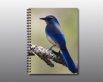 Spiral Notebook - Ruled Line - Woodhouse's Scrub Jay Dressed in Blue