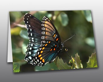 Red Spotted Purple Butterfly 1 - Picture Greeting Card