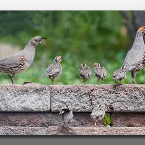 Glass Cutting Board - A Quail Family Outing