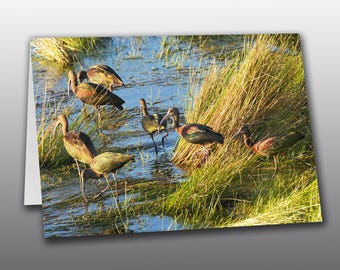 White Faced Ibis Flock  1- Photographic Greeting Card