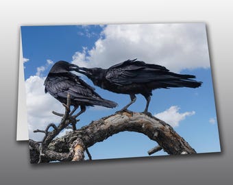 Two Juvenile Ravens - Greeting Card