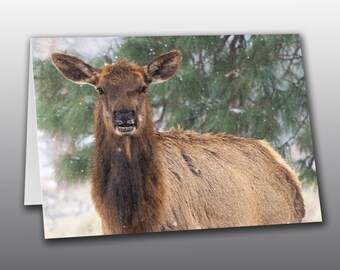 Elk Doe Portrait - Photographic Greeting Card