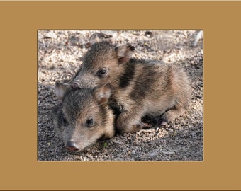 Matted Print - 11 x 14 - Two Javelina Piglings Cuddling