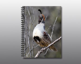 Spiral Notebook - Ruled Line - Male Gambel's Quail Crowing for a Mate