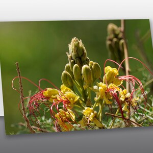 Desert Bird of Paradise Flower - Photographic Greeting Card
